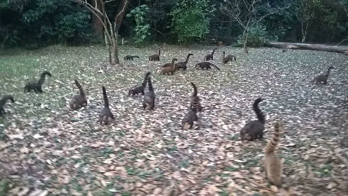 Herd Of Brachiosauruses On A Large Field