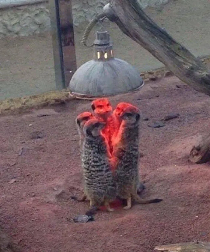 Heat Lamp Burning Tree Stump