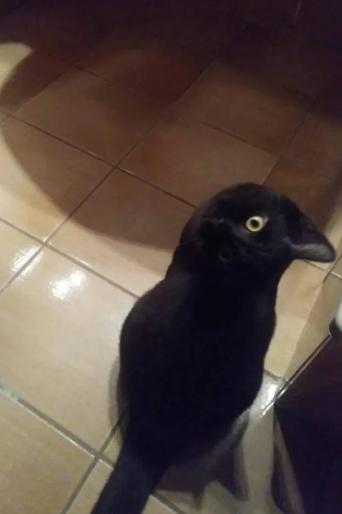 A Crow Made Its Way Into The Bathroom