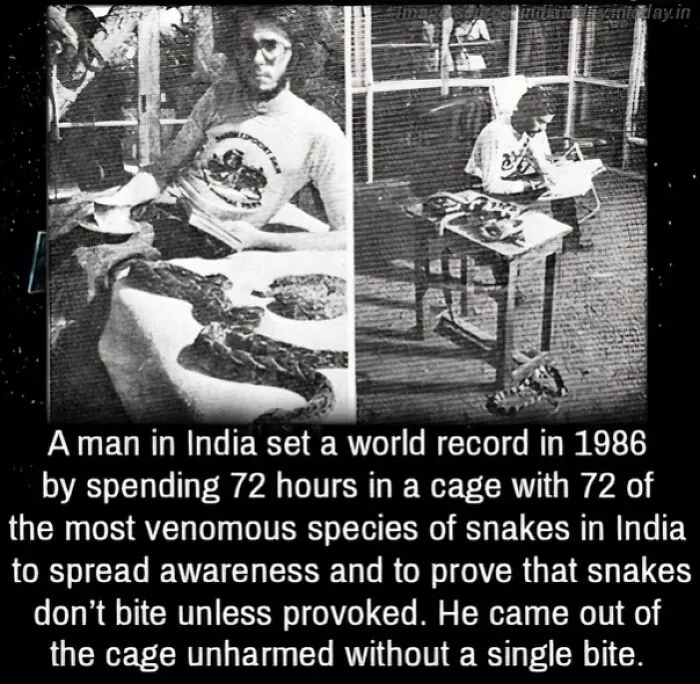 A Man Spends 72 Hours In A Cage With Most Venomous Species Of Snakes