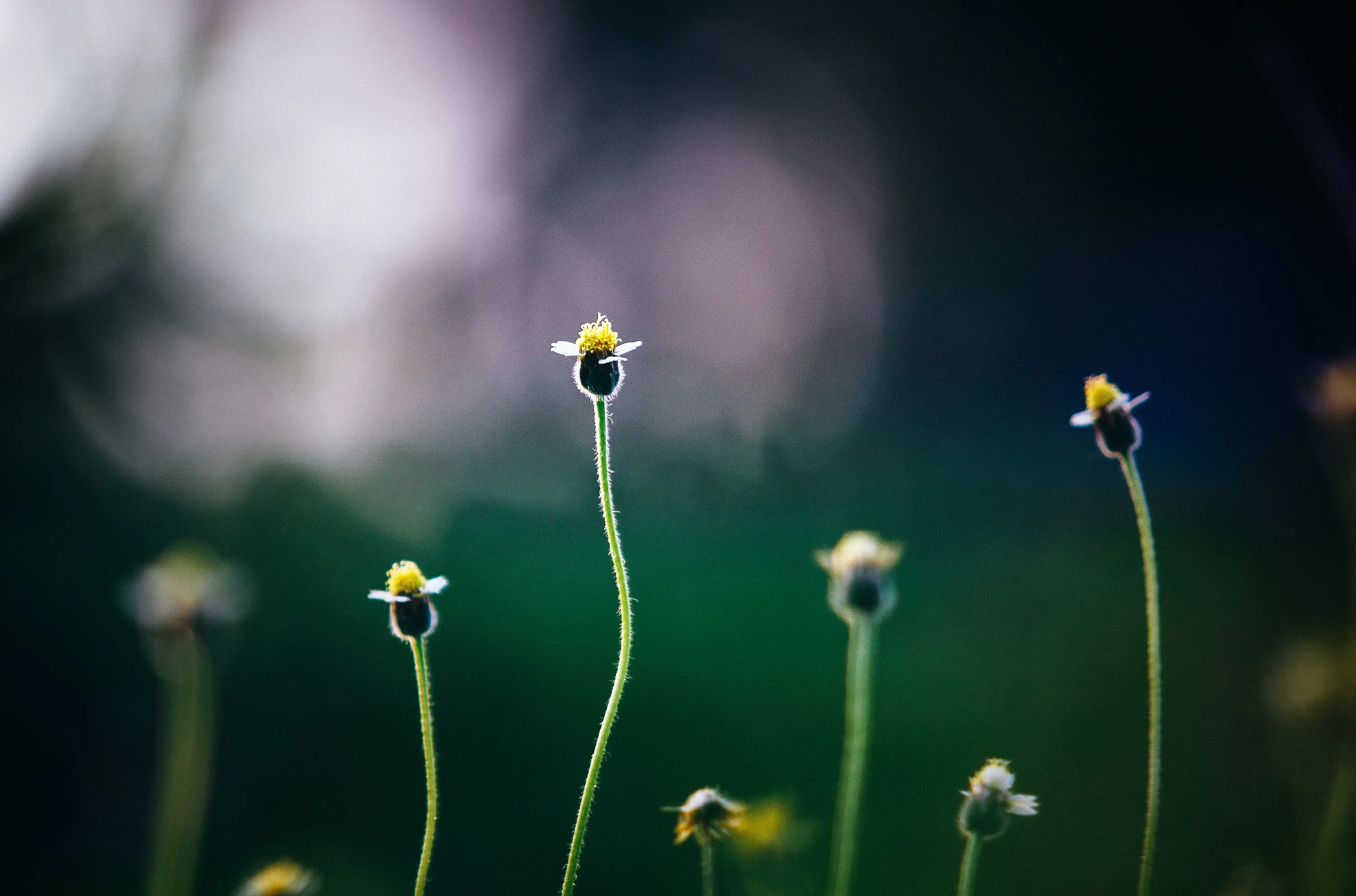Small, delicate flowers with yellow centers and white petals stand tall against a blurred, dark green background. Where are the flowers growing?