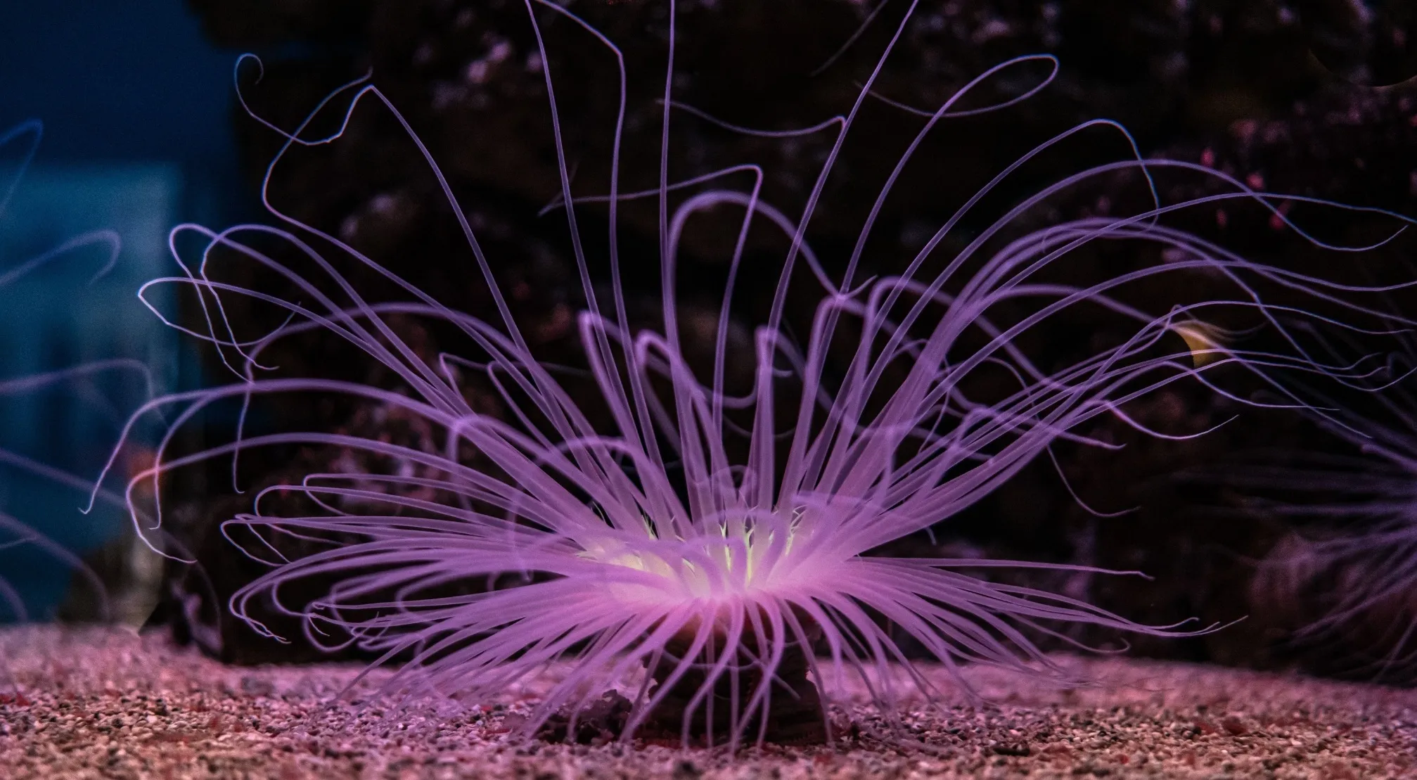 A bright purple, bioluminescent underwater creature with many thin, flowing tentacles, on a sandy seabed. Can you identify this creature?