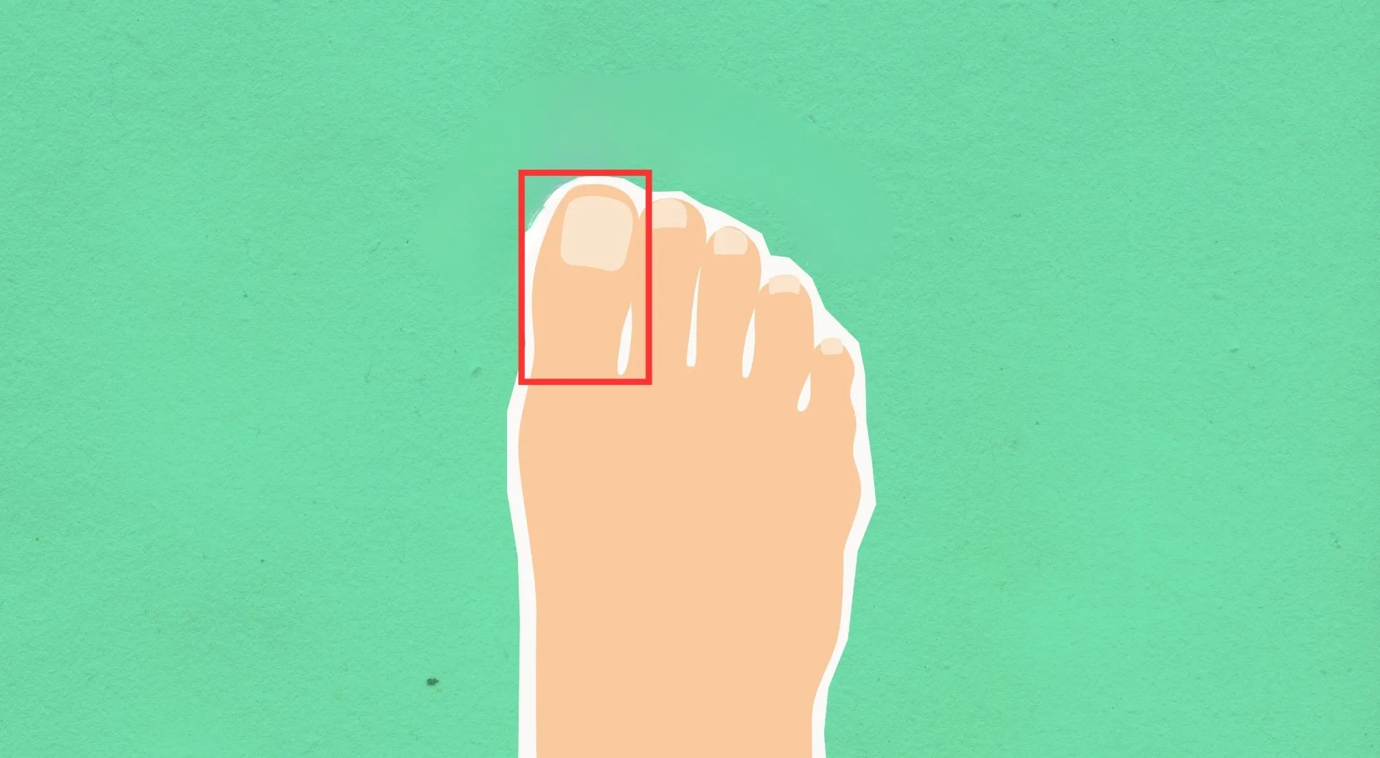 Top-down view of a bare foot with a red box highlighting the big toe. Matching a picture to a difficult word, discover the biological name for this foot part.