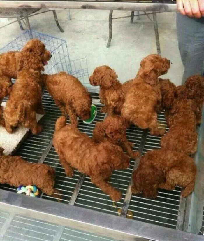 Fried Chicken
