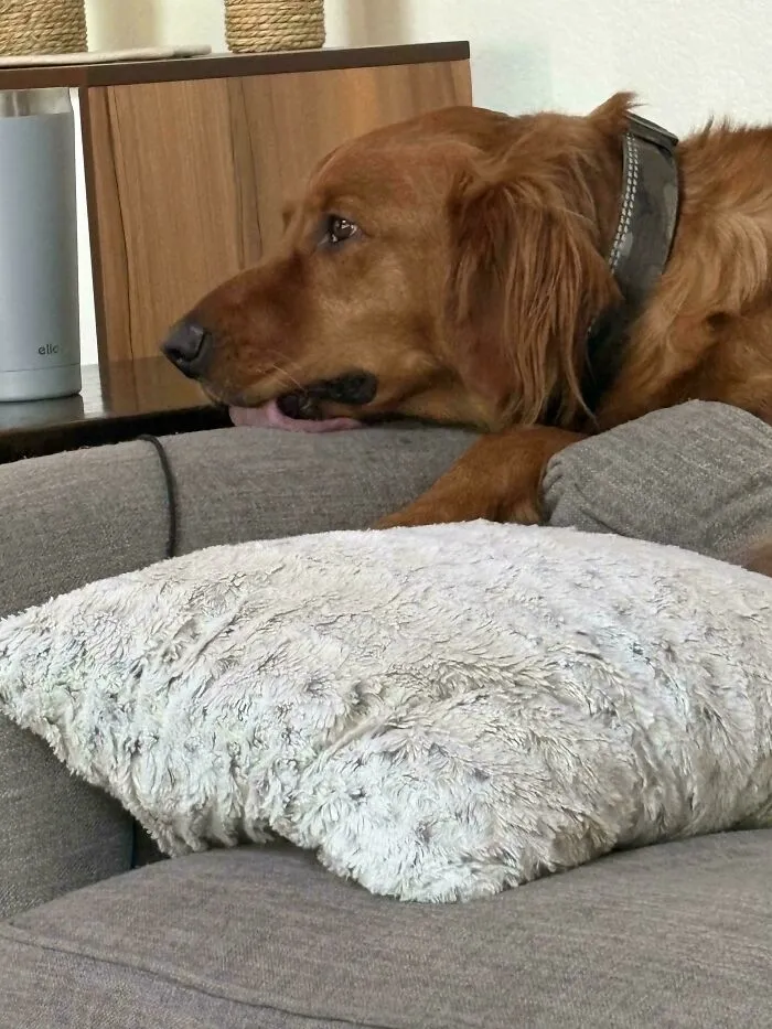 Funny unhinged dog pictures of a golden retriever licking the side of a couch