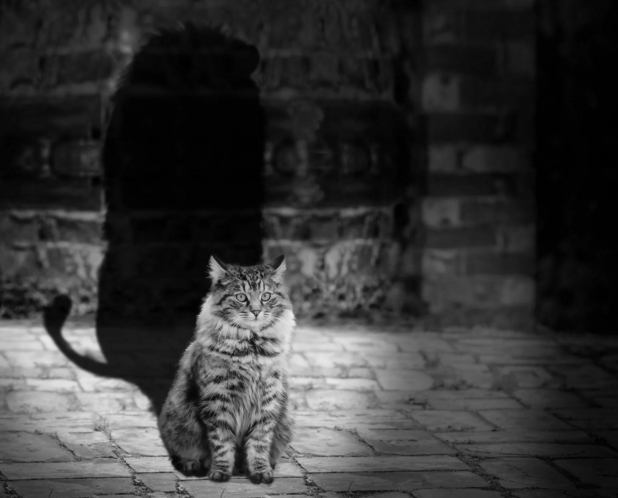 A cat with the shadow of a lion, depicting shapeshifting as a mythological trickster.