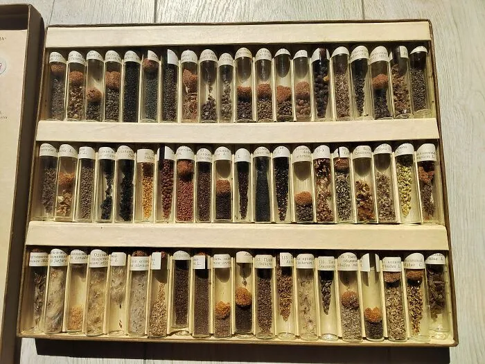 Old Collection Of Wild Seed Samples
