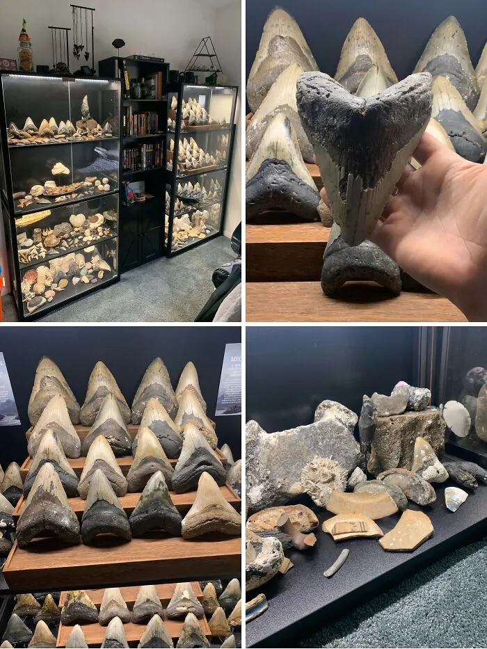 Stuff I Find Scuba Diving (Mostly Shark Teeth)