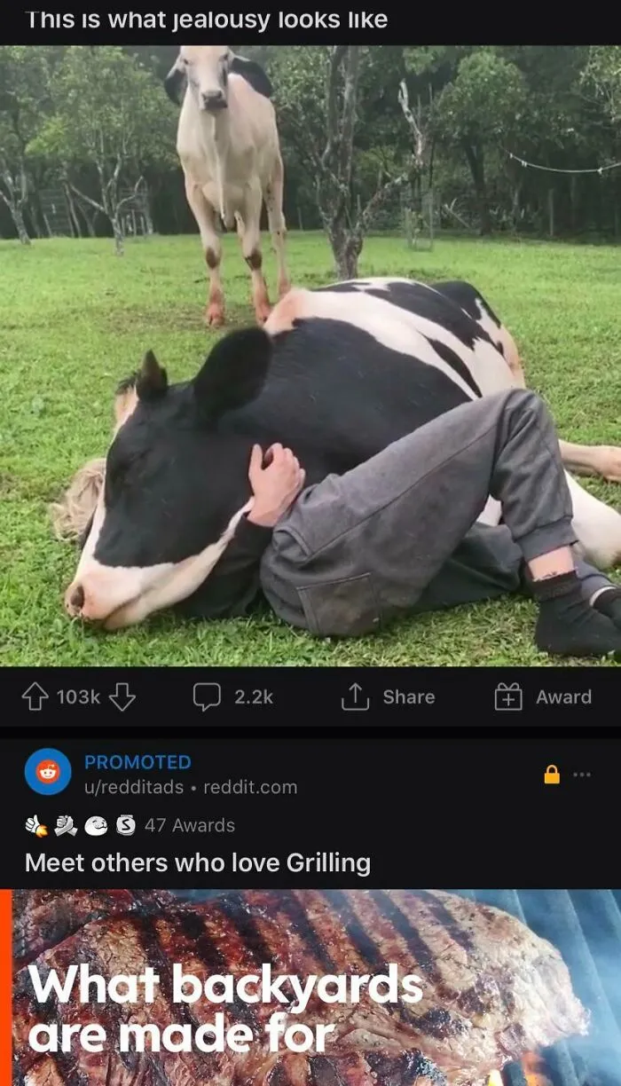 An interesting ad placement shows a cow laying on a person, while another cow watches, above a grilling ad.