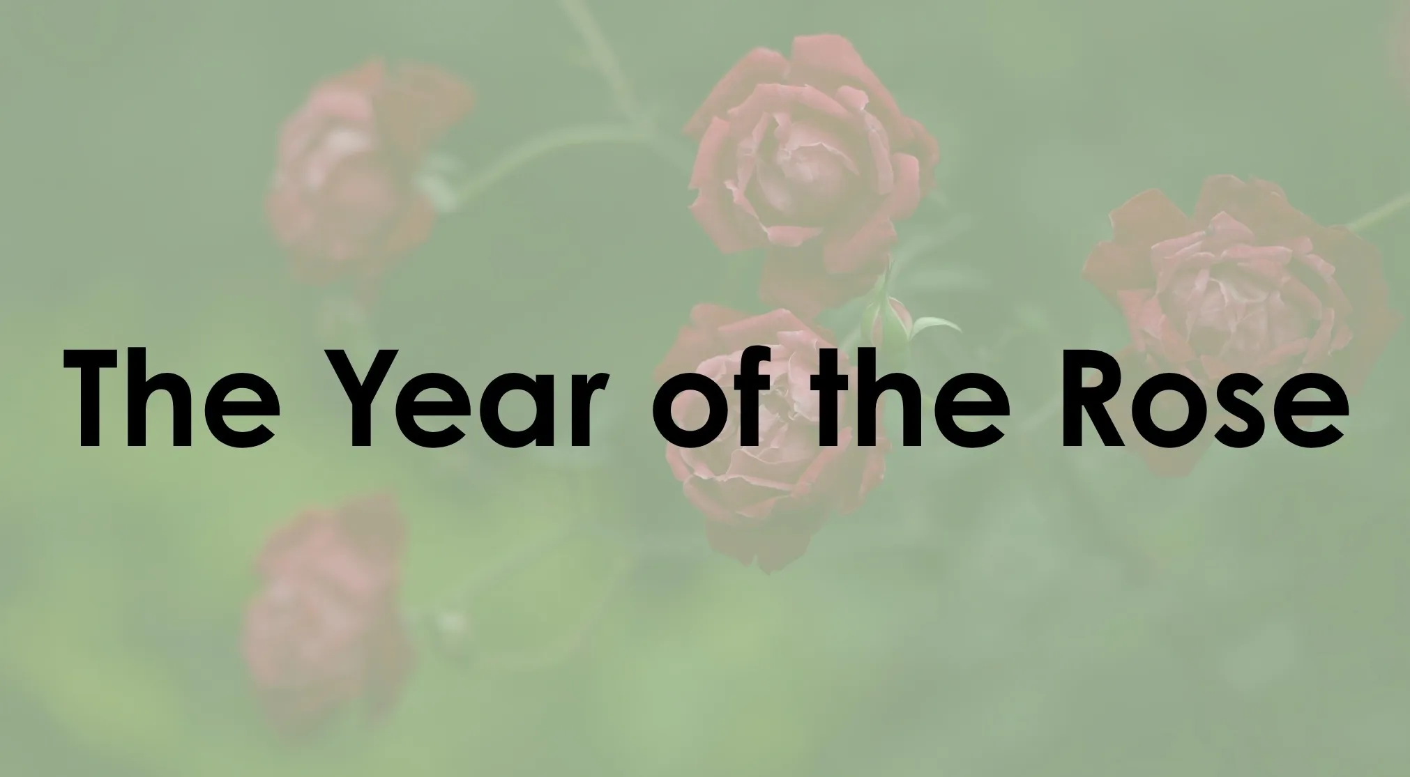 Text The Year of the Rose on a green background with blurred red roses, related to Guess The Book.