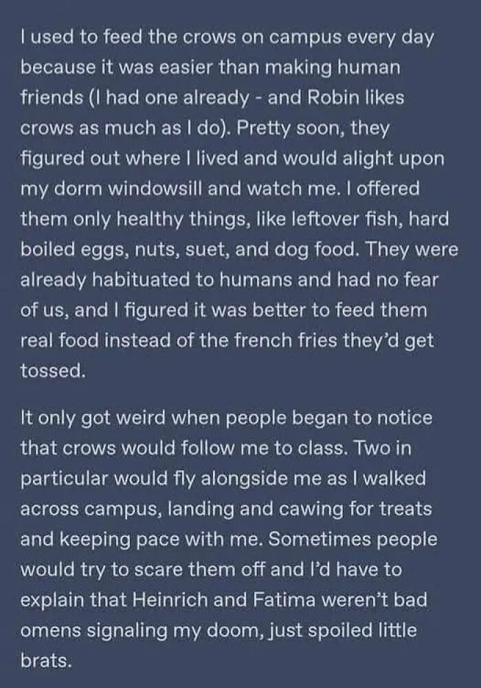 I Used To Feed The Crows