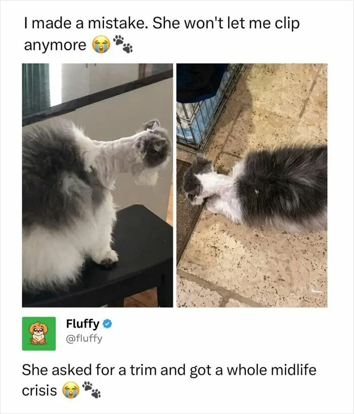 A wholesome animal meme compares two photos of a cat with a very short haircut on its neck, looking unamused.