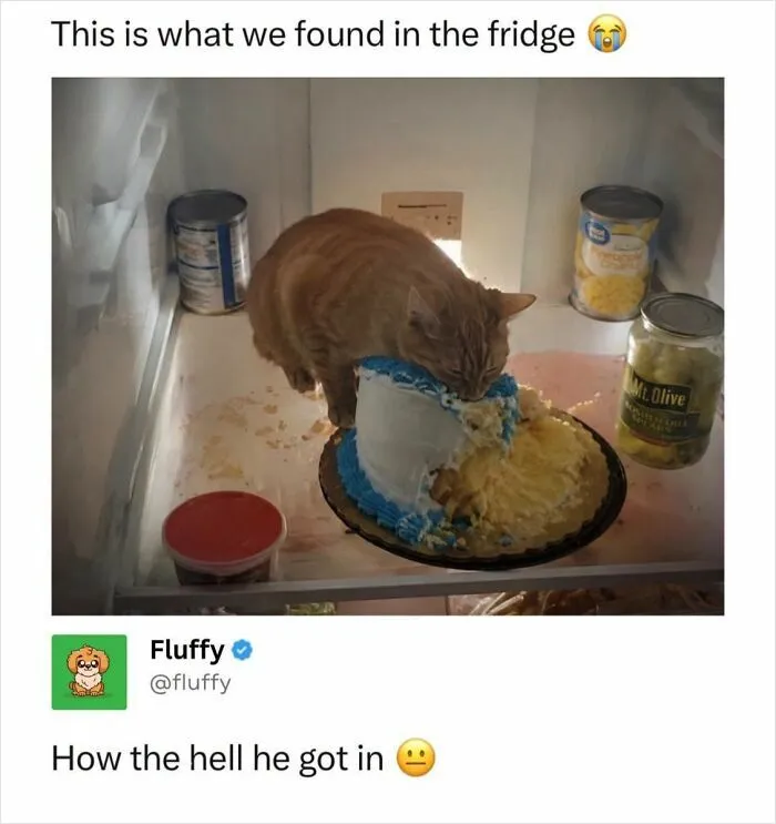 A wholesome animal meme depicting an orange cat eating a cake inside a refrigerator, captioned This is what we found in the fridge.