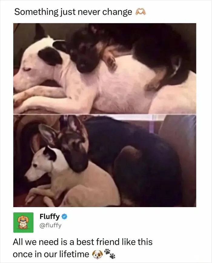 72 Heartwarming Animal Memes To Help You Escape The Doom-And-Gloom