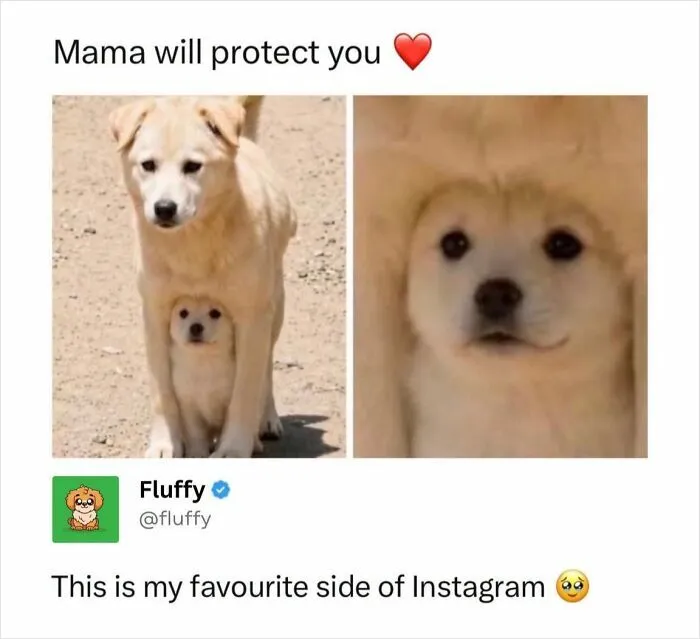 72 Heartwarming Animal Memes To Help You Escape The Doom-And-Gloom