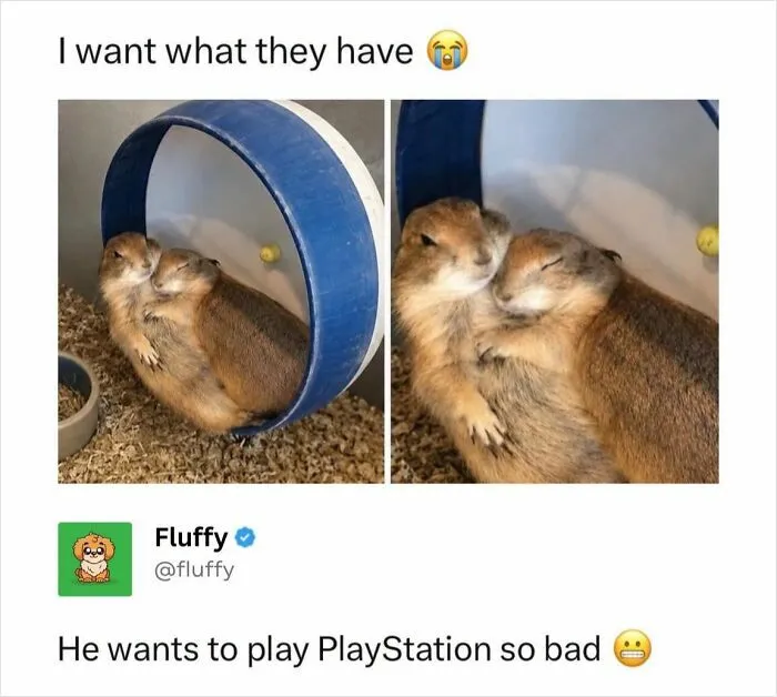 72 Heartwarming Animal Memes To Help You Escape The Doom-And-Gloom