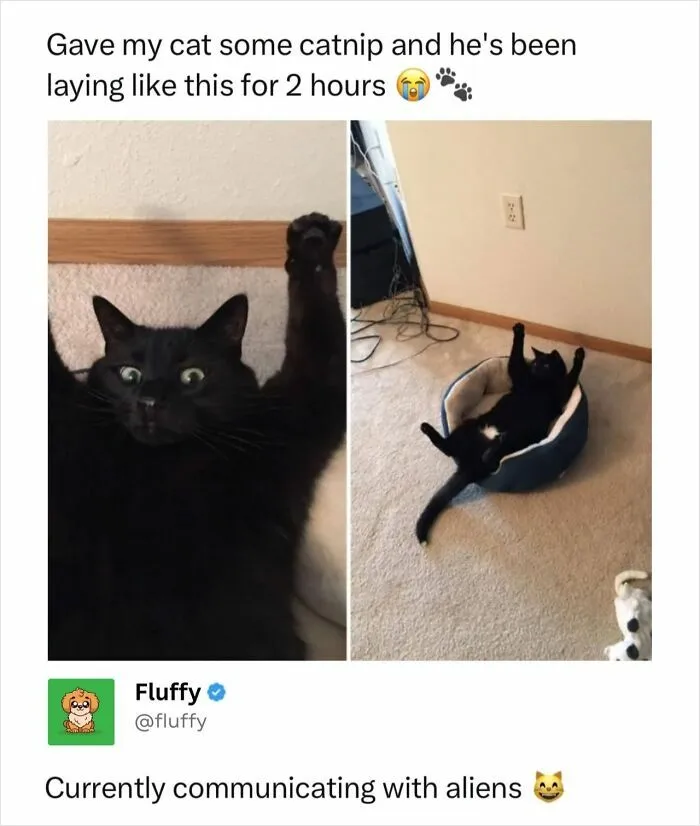72 Heartwarming Animal Memes To Help You Escape The Doom-And-Gloom