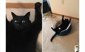 72 Heartwarming Animal Memes To Help You Escape The Doom-And-Gloom