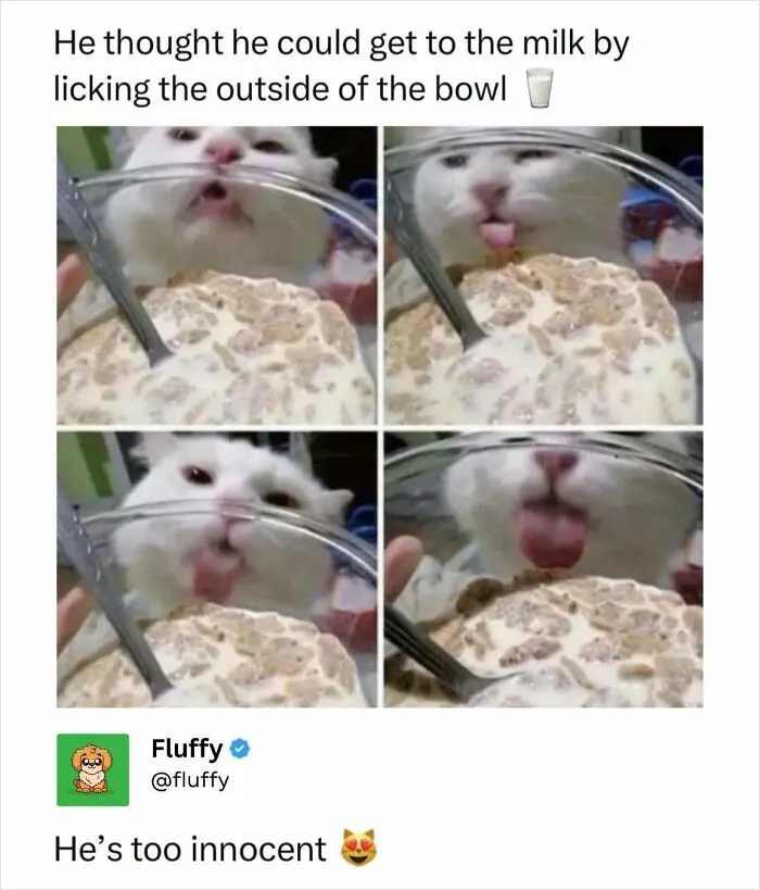 72 Heartwarming Animal Memes To Help You Escape The Doom-And-Gloom