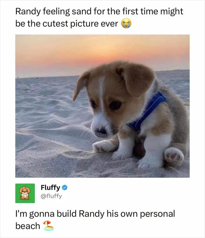 72 Heartwarming Animal Memes To Help You Escape The Doom-And-Gloom