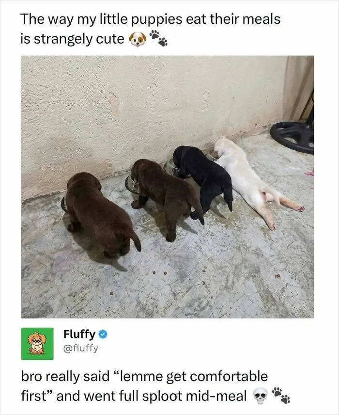 Four adorable puppies, one white, one black, and two brown, eating from bowls, illustrating wholesome animal memes.