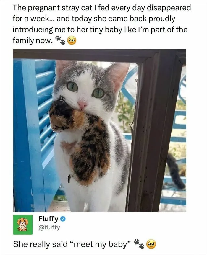 72 Heartwarming Animal Memes To Help You Escape The Doom-And-Gloom