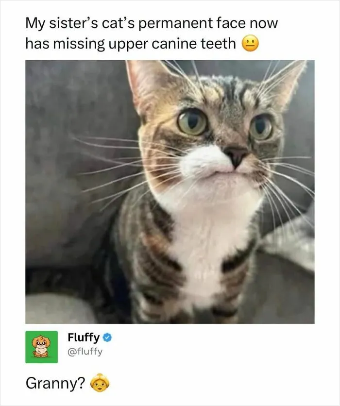 72 Heartwarming Animal Memes To Help You Escape The Doom-And-Gloom