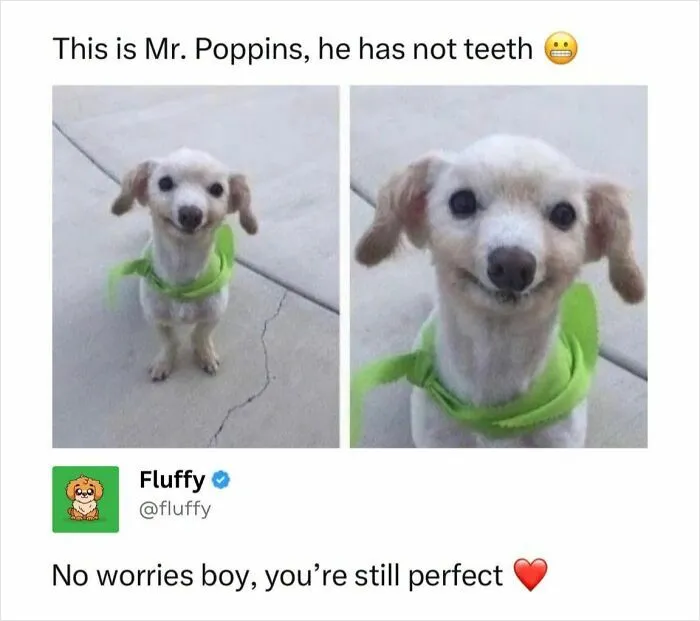 72 Heartwarming Animal Memes To Help You Escape The Doom-And-Gloom
