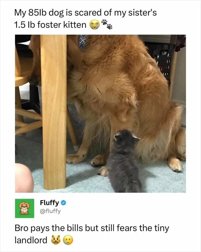 72 Heartwarming Animal Memes To Help You Escape The Doom-And-Gloom