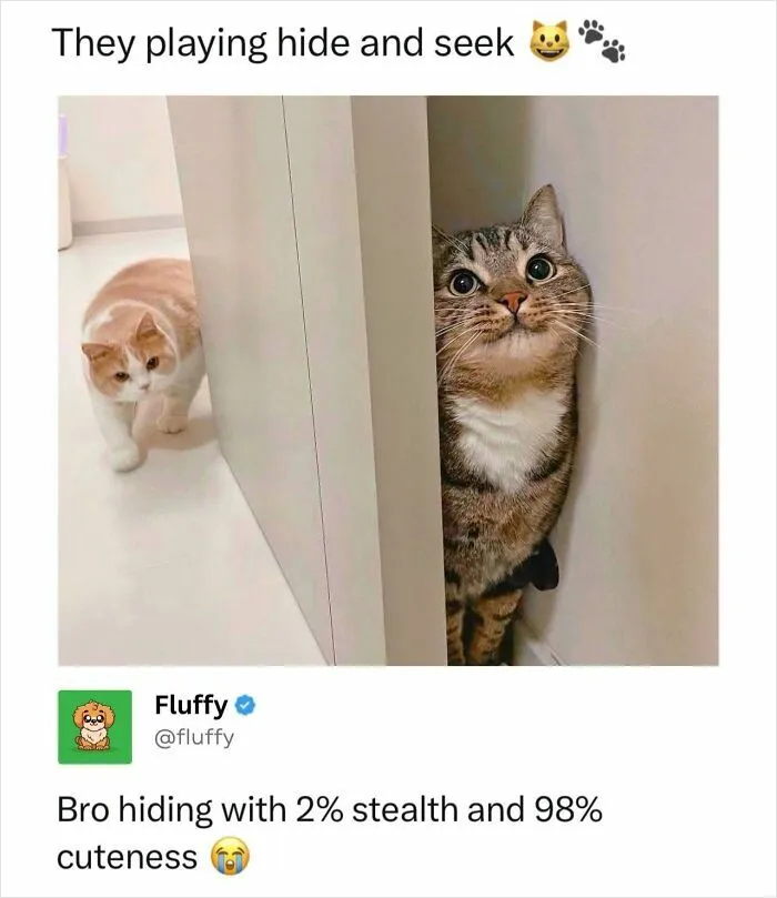 72 Heartwarming Animal Memes To Help You Escape The Doom-And-Gloom