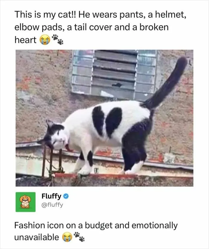 72 Heartwarming Animal Memes To Help You Escape The Doom-And-Gloom