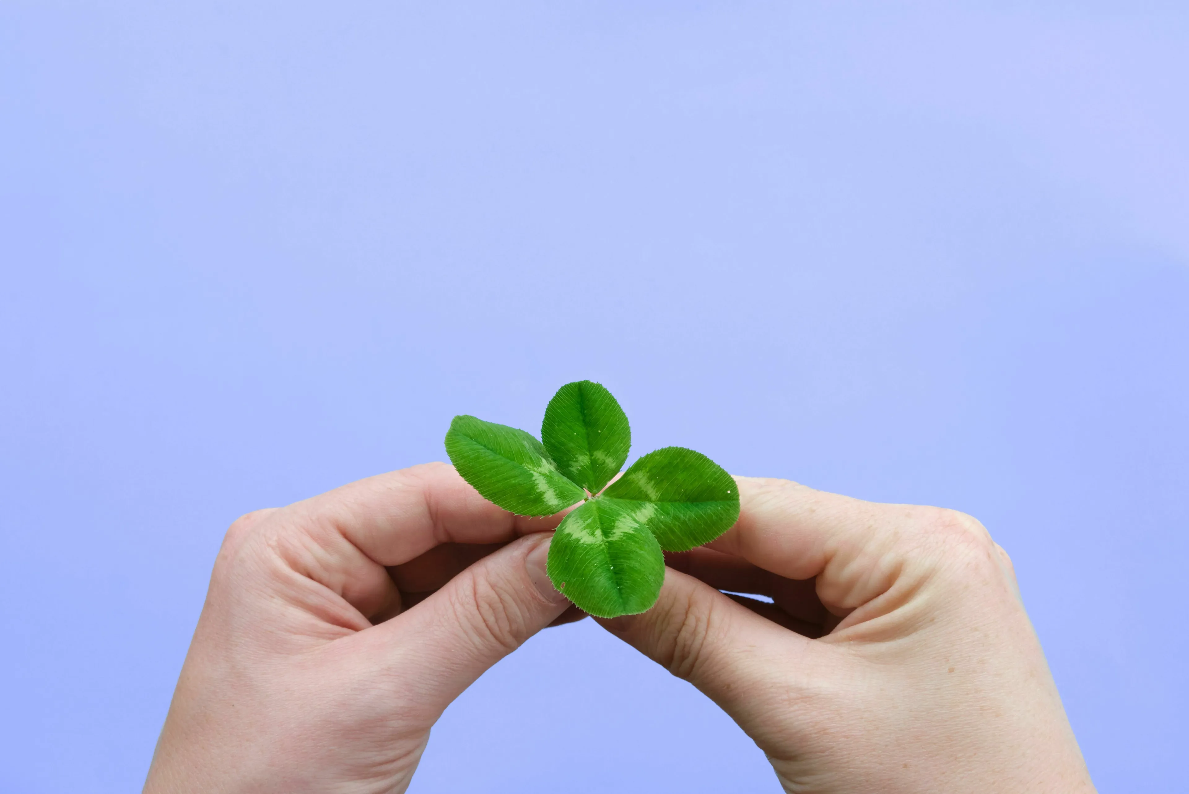Two hands holding a four-leaf clover. What's Your Angel Number? What's your relationship with luck?