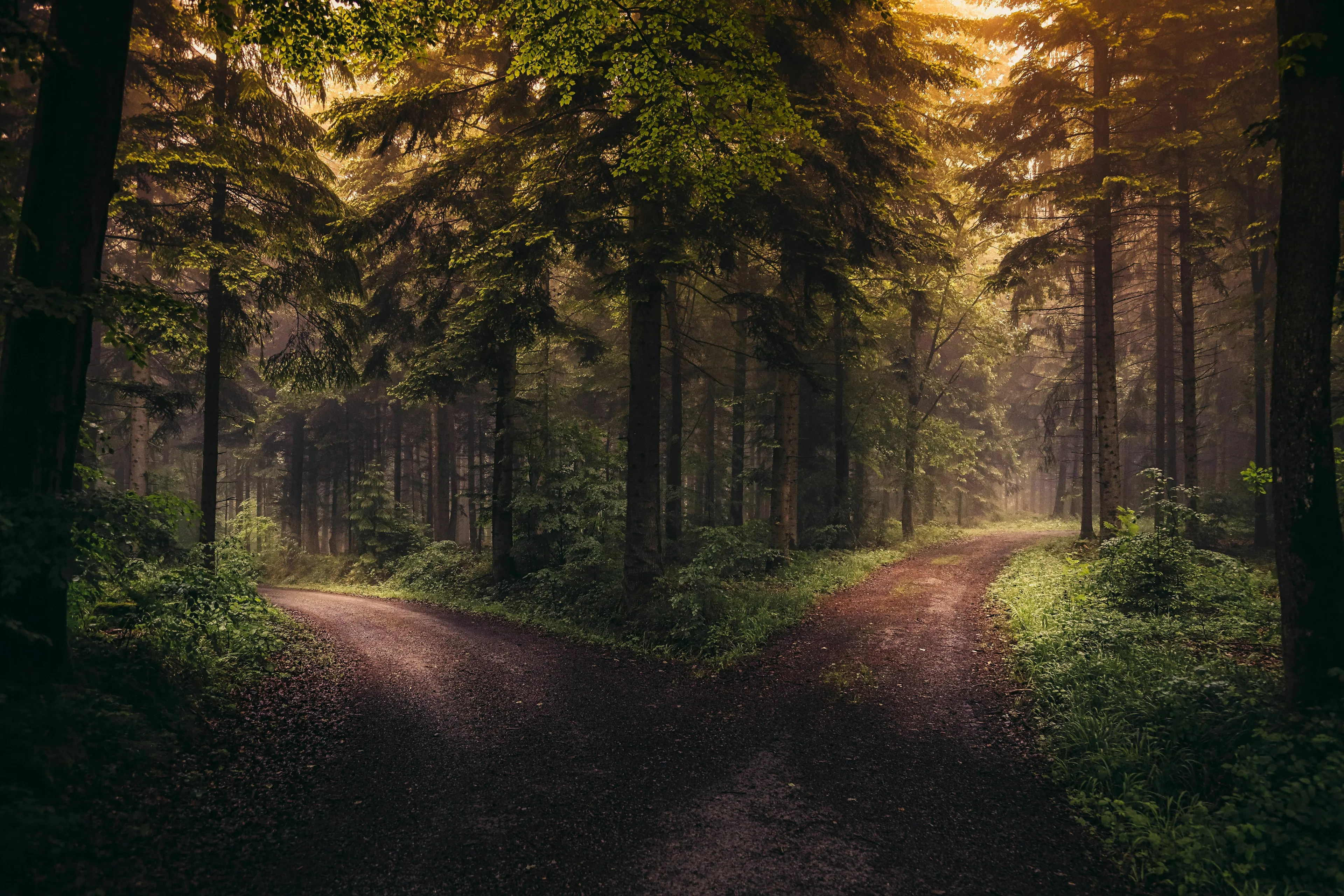 A forest scene with two paths diverging. What's Your Angel Number? Deciding between two paths, jobs, apartments or relationships.