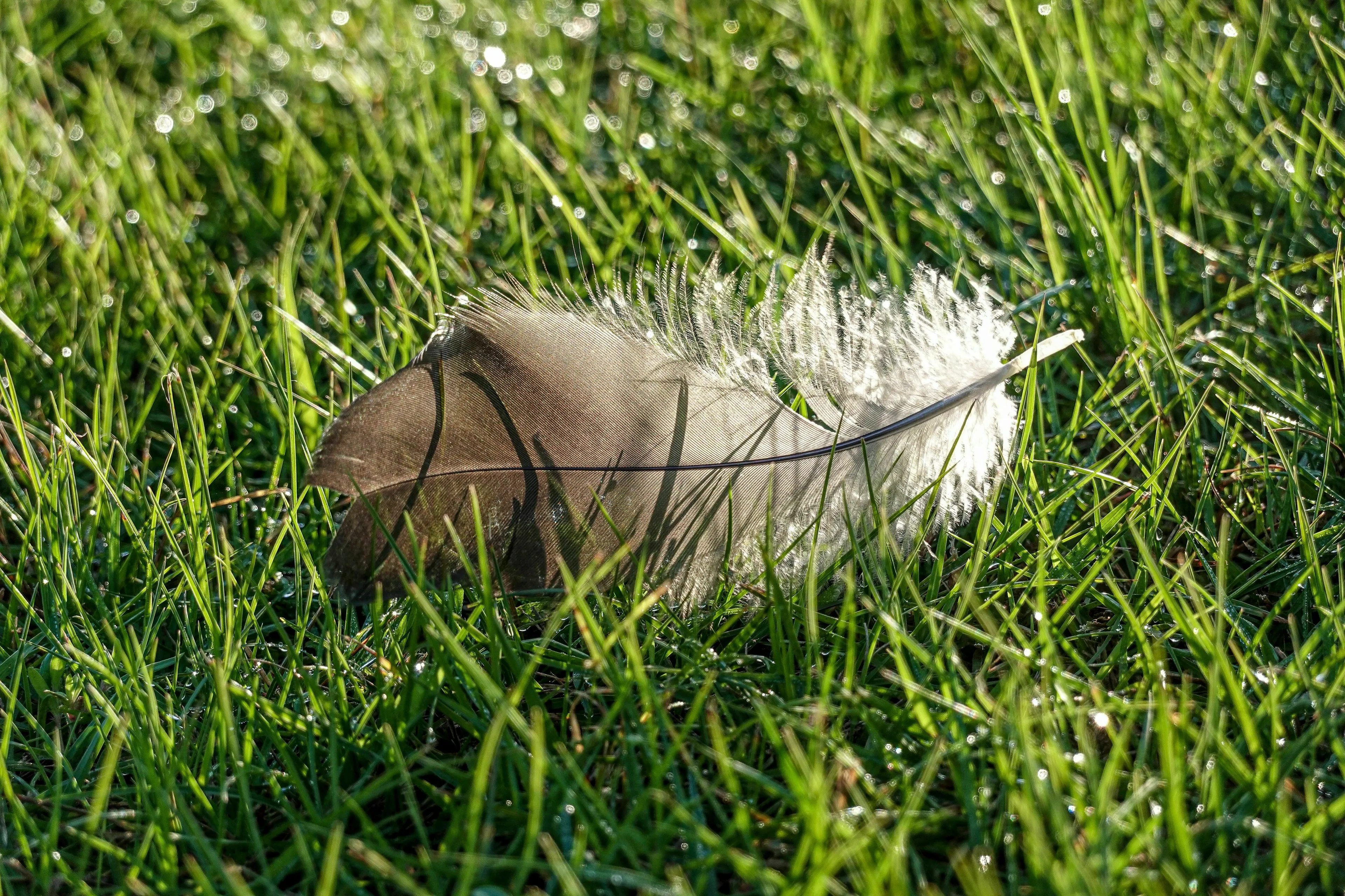 A single feather rests on dewy green grass, potentially a sign relating to an Angel Number.