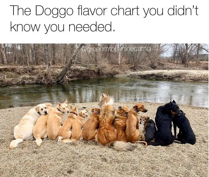 38 Hilarious Dog Memes Shared By This Page Celebrating Everything That Makes Dogs So Lovable