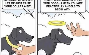 38 Hilarious Dog Memes Shared By This Page Celebrating Everything That Makes Dogs So Lovable
