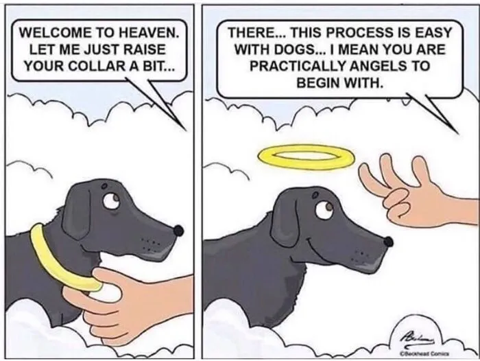 38 Hilarious Dog Memes Shared By This Page Celebrating Everything That Makes Dogs So Lovable