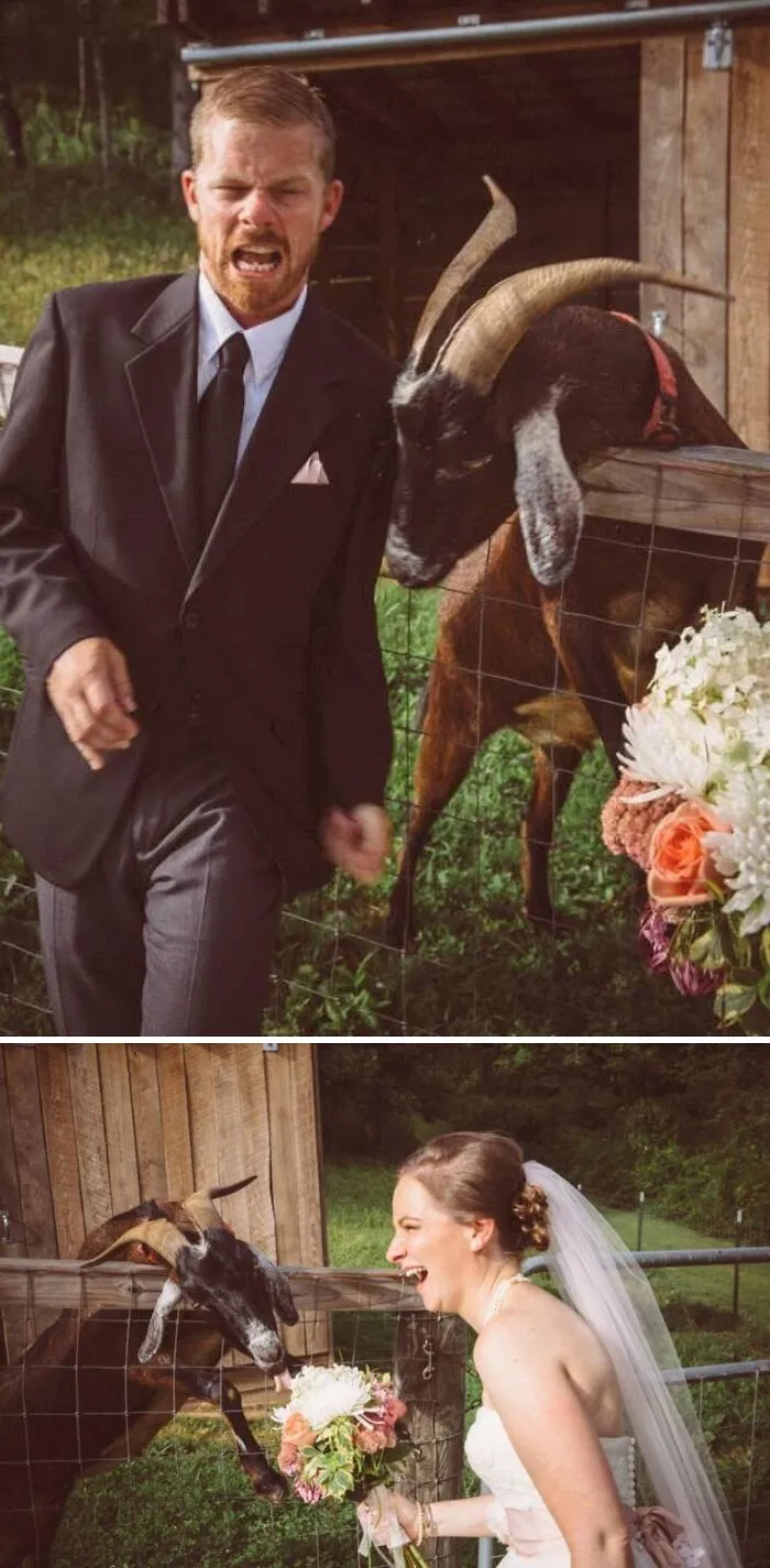 A groom reacting humorously to a goat, while the bride laughs with the goat, creating funny wedding photos.