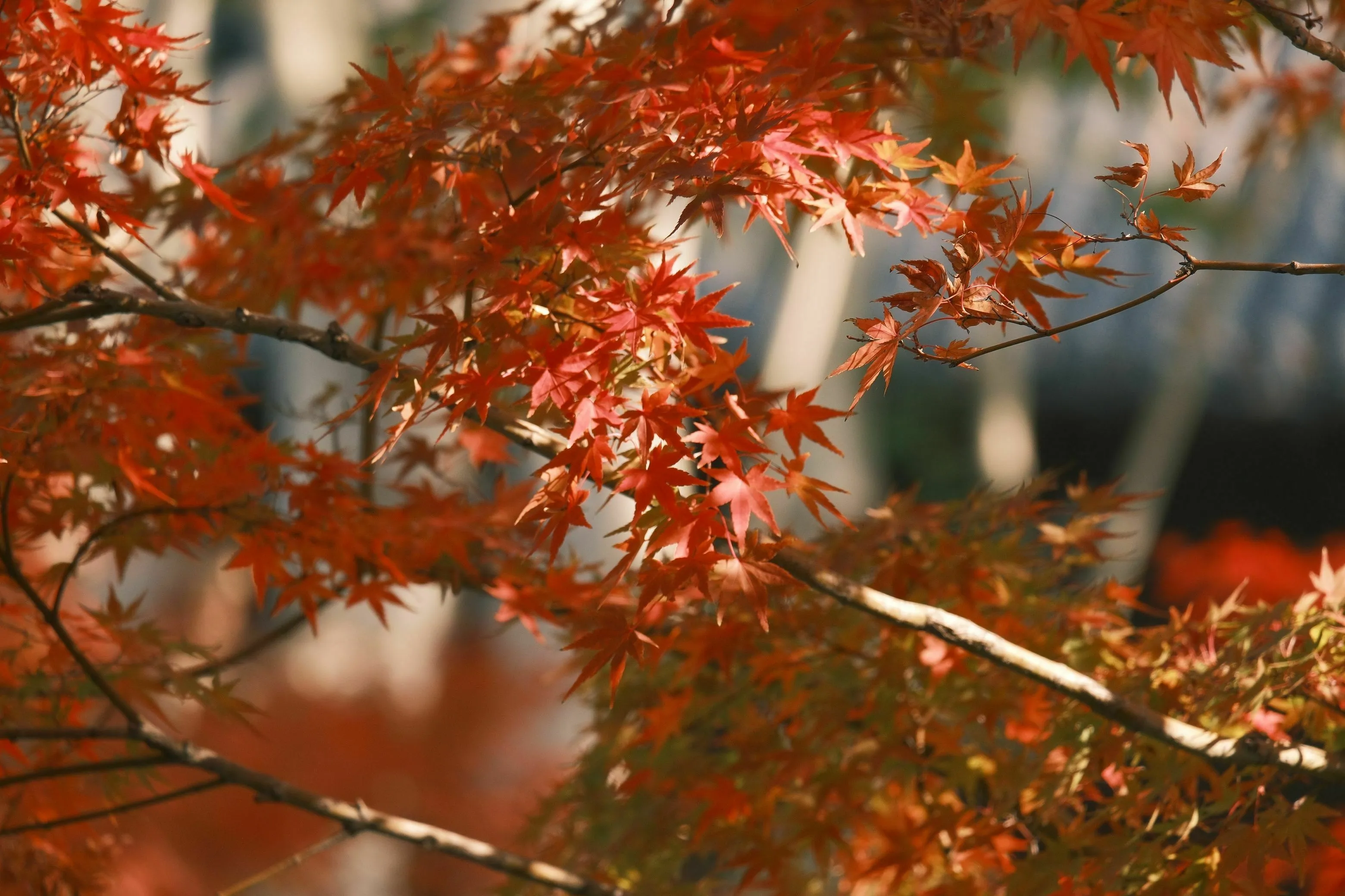 Autumn maple leaf branches with vibrant red and orange leaves, famous for Canada's national flag, in a pub quiz.