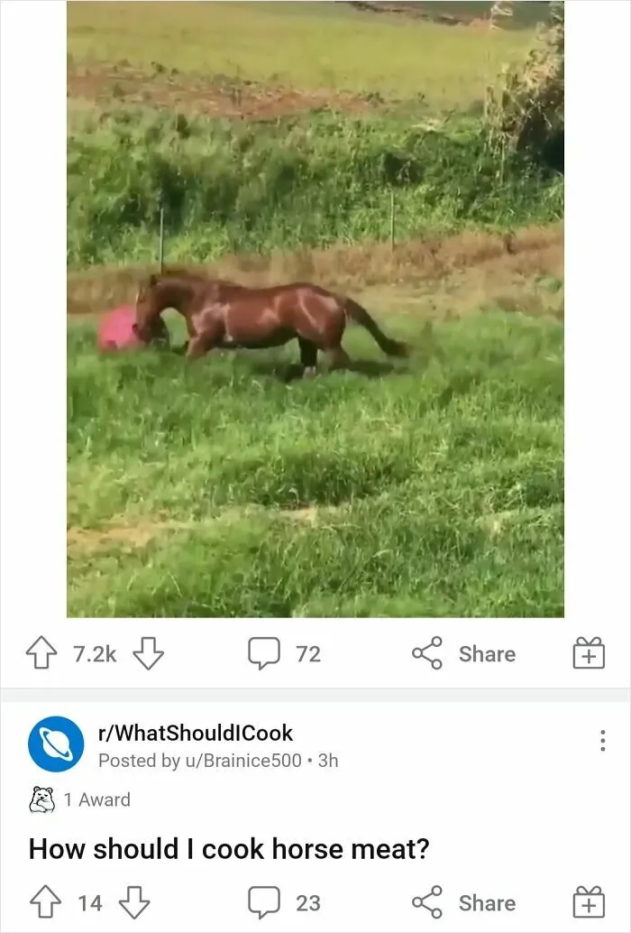 A horse video humorously placed above a discussion on how to cook horse meat, making the ads much more interesting and hilarious.