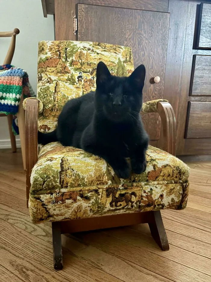 $2 Well Spent! Cricket Loves His New Chair