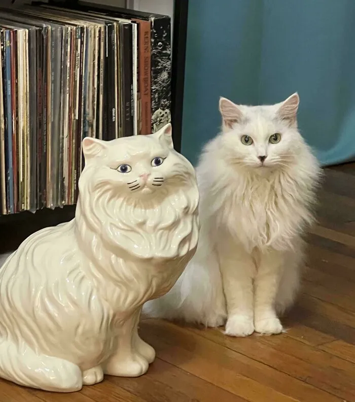 I Finally Found One Of These Statues For A Fair Price! My Cat Is Not Impressed…