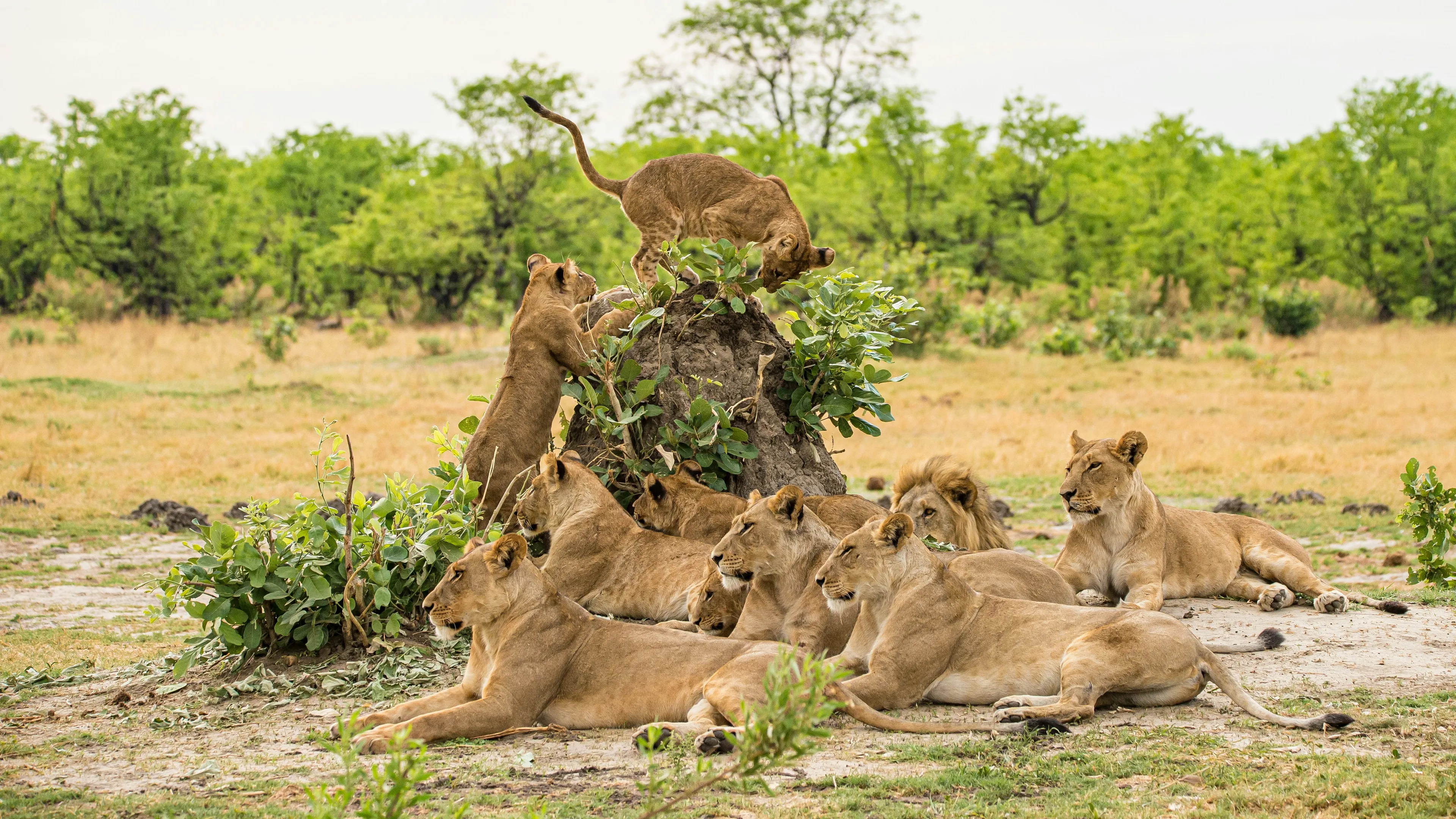 A pride of lions resting in a grassy landscape with trees, perfect for a general knowledge quiz.