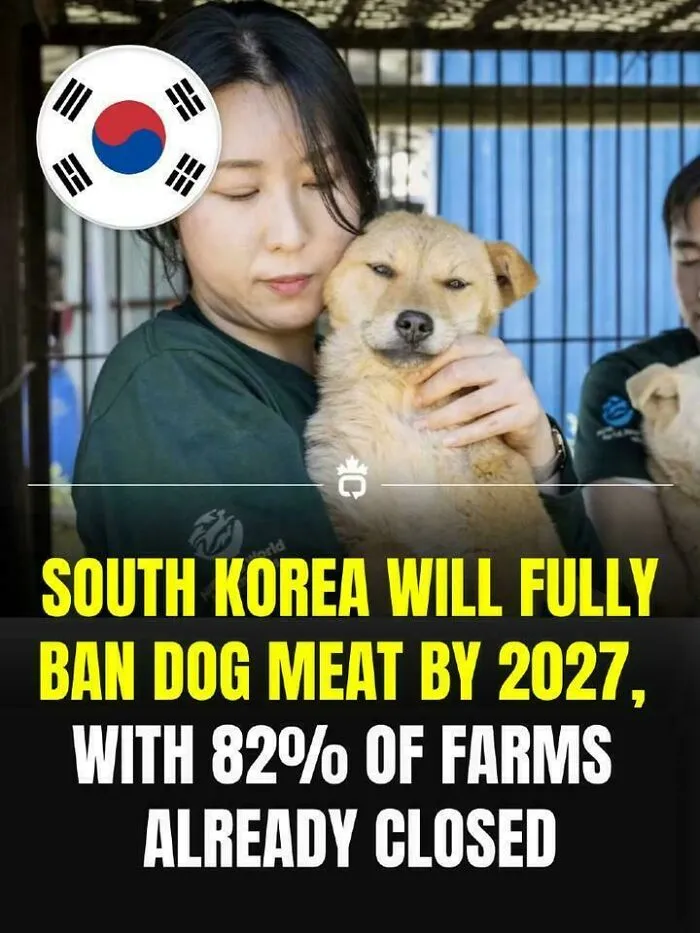 South Korea Is Closing The Dog Meat Industry