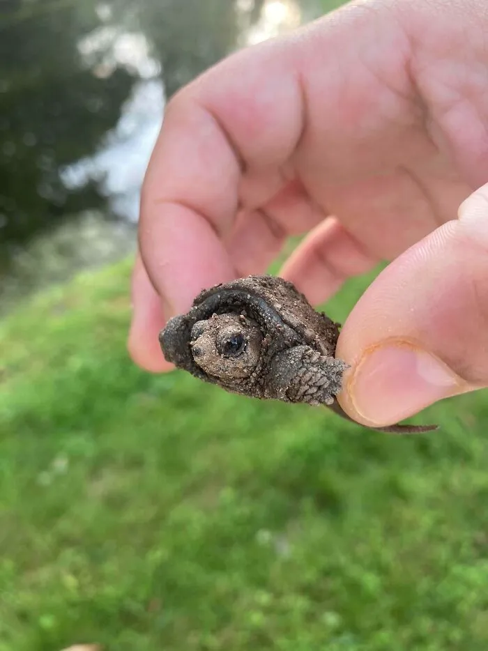 A hand holding a small, muddy baby turtle, highlighting the impact of trash on wildlife.