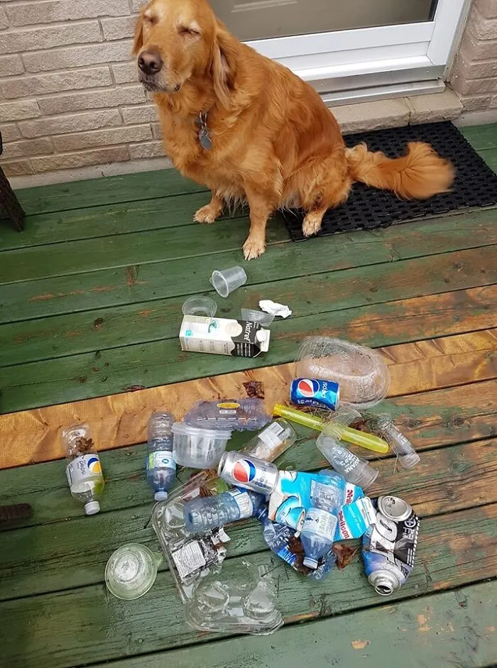 A golden retriever dog sitting next to a pile of trash on a wooden deck. People are taking over the world.