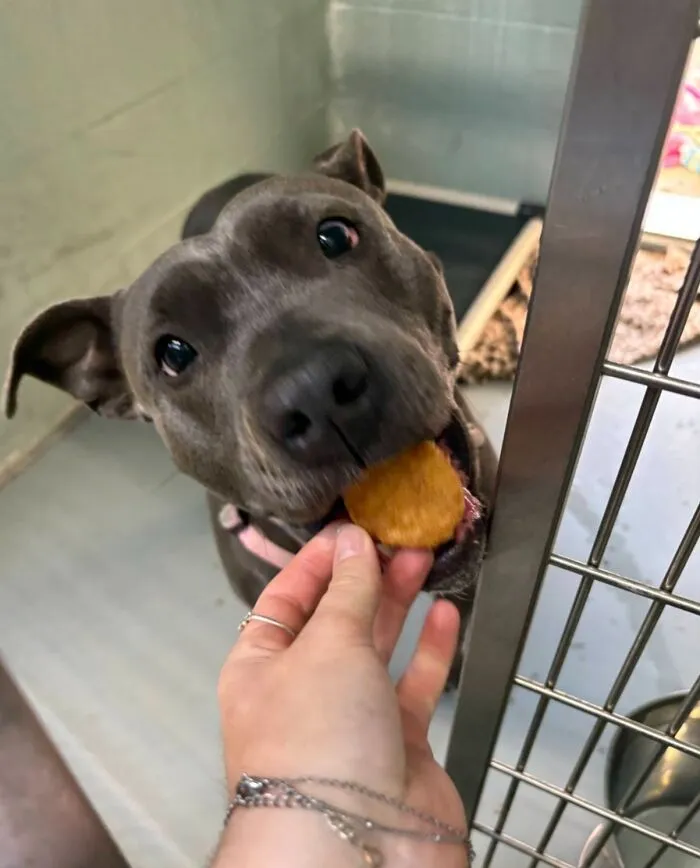 This Shelter Treats Its Dogs To Hamburgers, And Here Are 44 Pics Showing Their Reactions