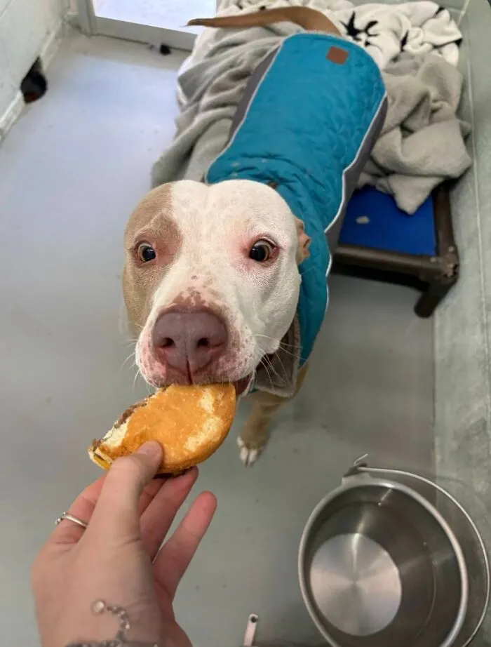 This Shelter Treats Its Dogs To Hamburgers, And Here Are 44 Pics Showing Their Reactions