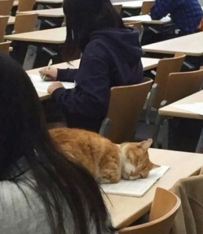 46 Pics Of Cats Being Weird, Dramatic, And Completely Ridiculous, Shared By This Page