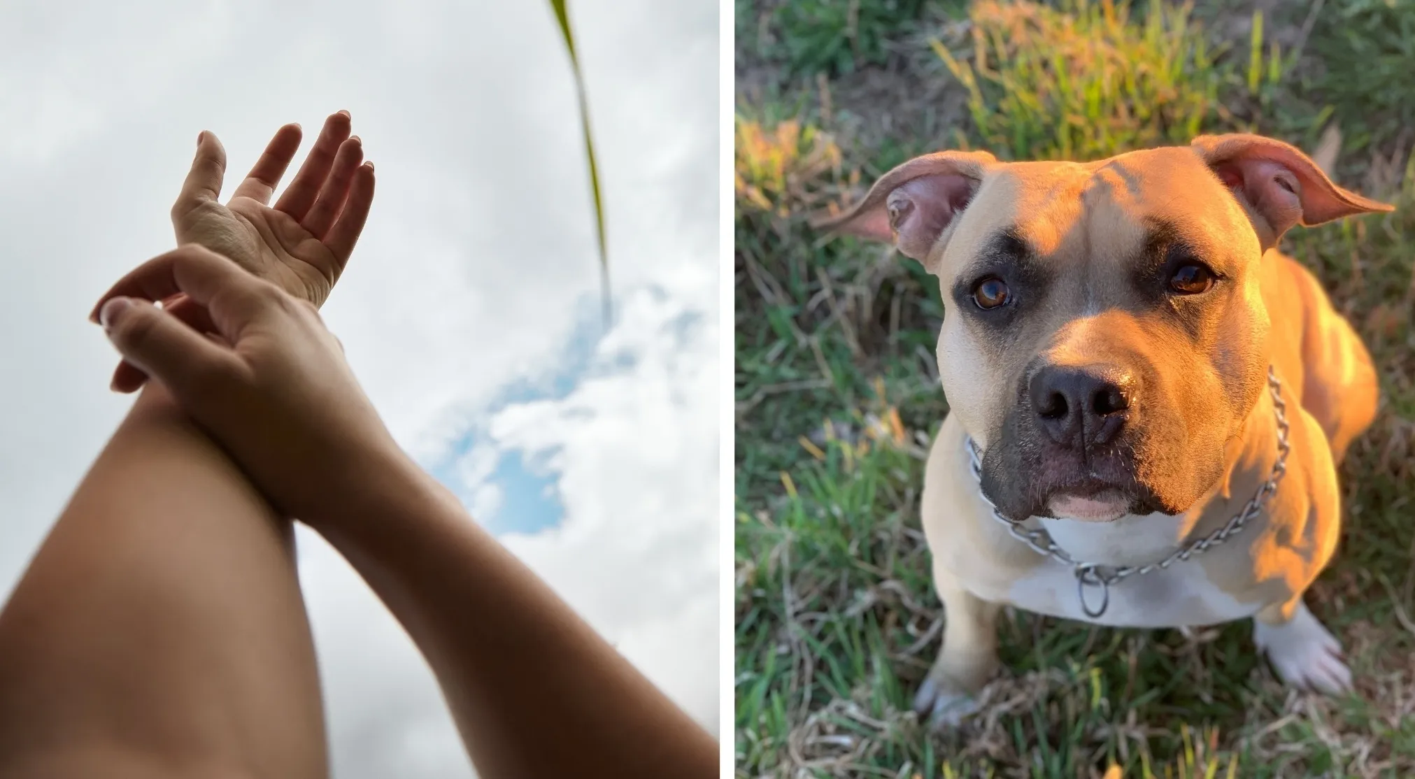 Two images form a word: a person's arms against a cloudy sky and a tan dog looking up from green grass.